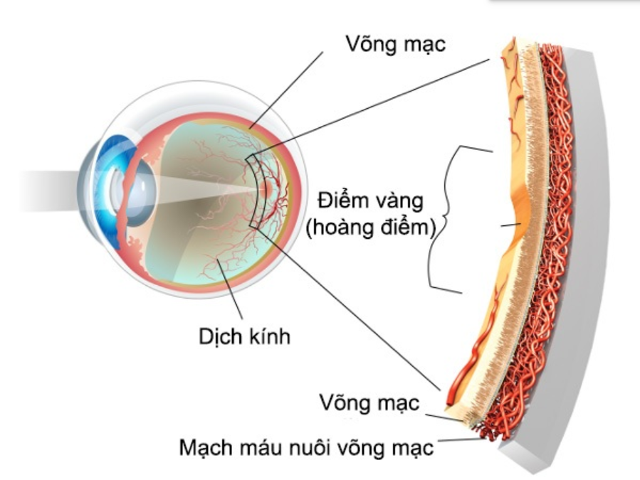 mắt sáng khỏe, khám mắt ngôi sao, mắt sáng