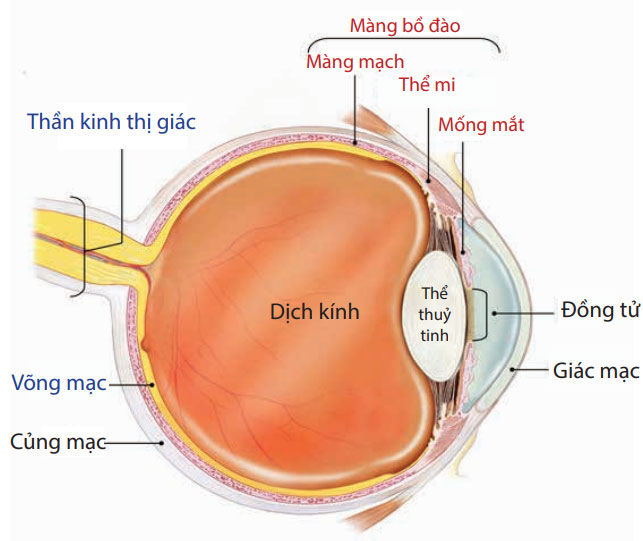 viêm màng bồ đào